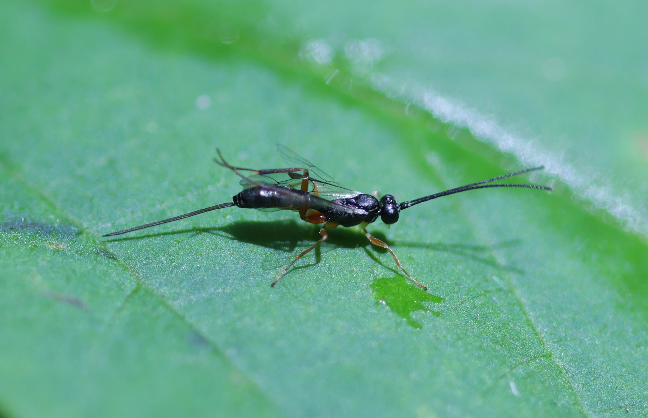 small black parasitoid wasp on leaf, rubbing hind legs together