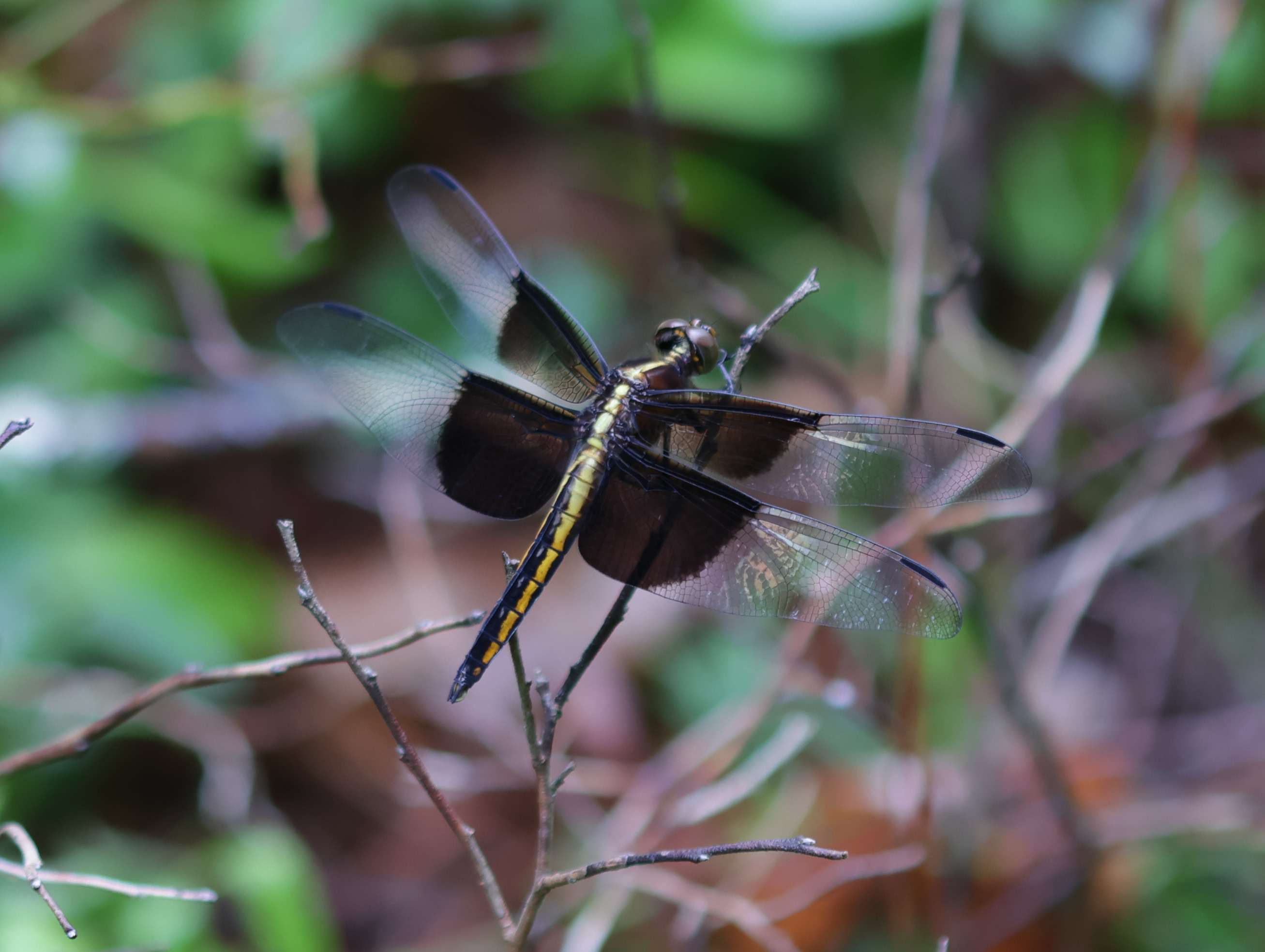 black-and-yellow dragonfly perched on branch