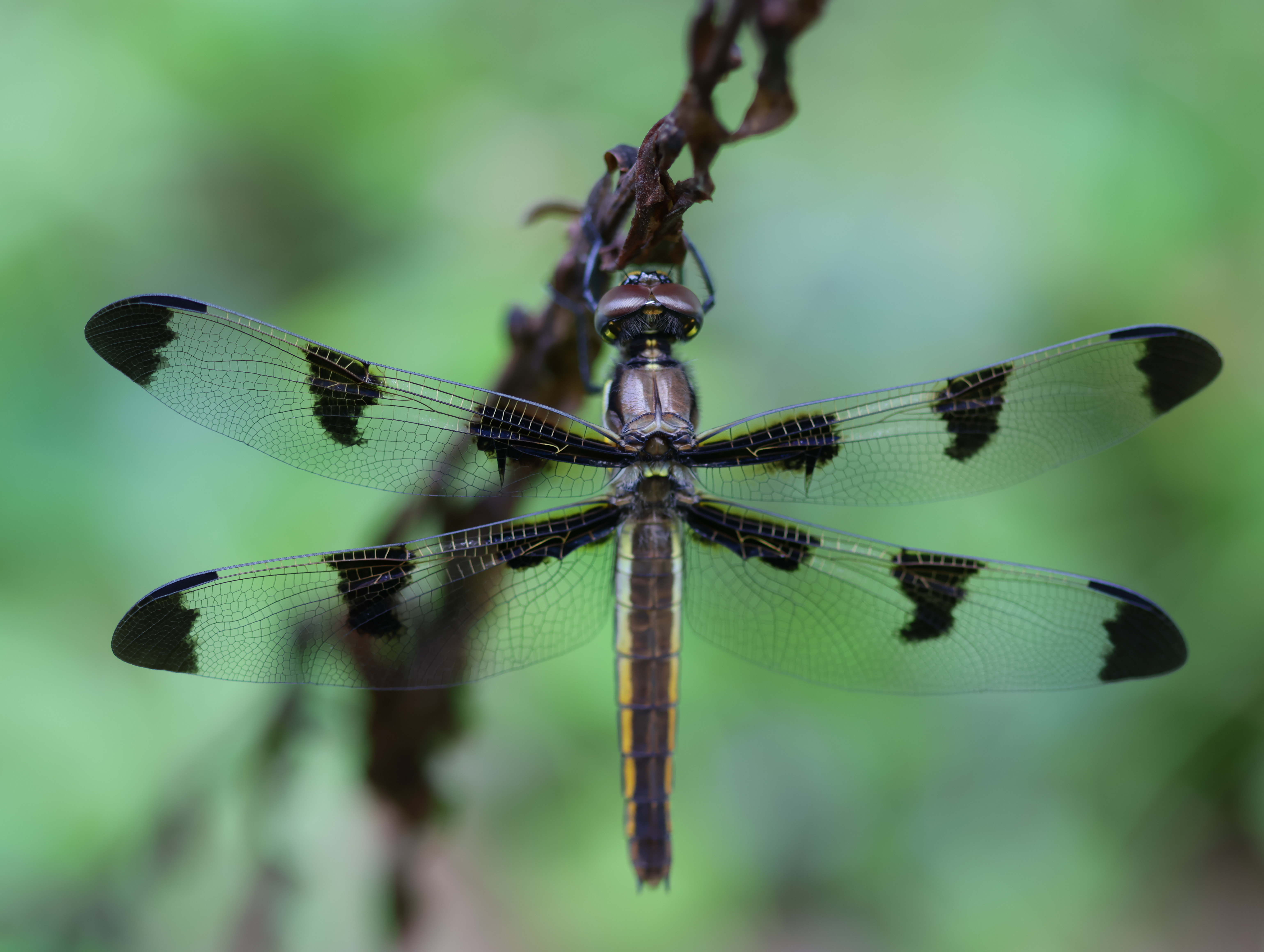black-and-yellow dragonfly with three sets of black patches on wings