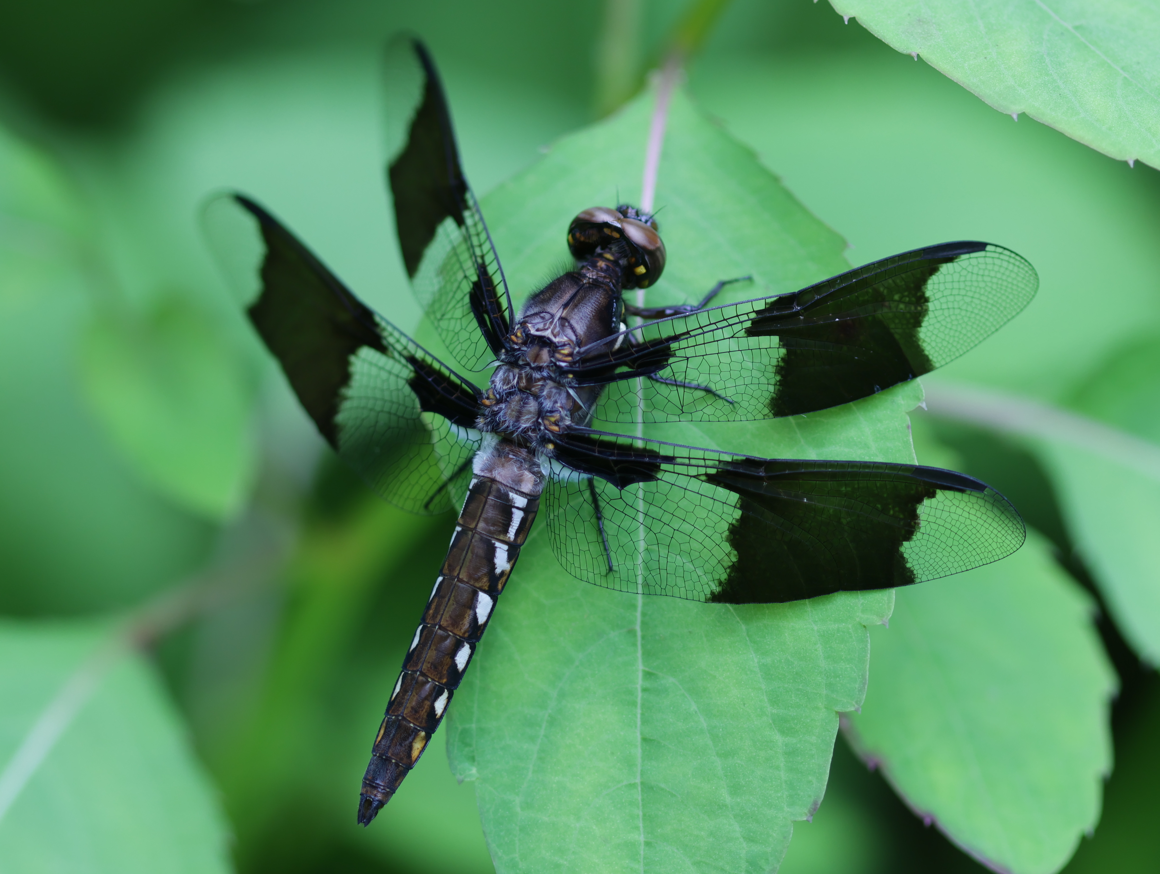 black-and-blue dragonfly perched on leaf
