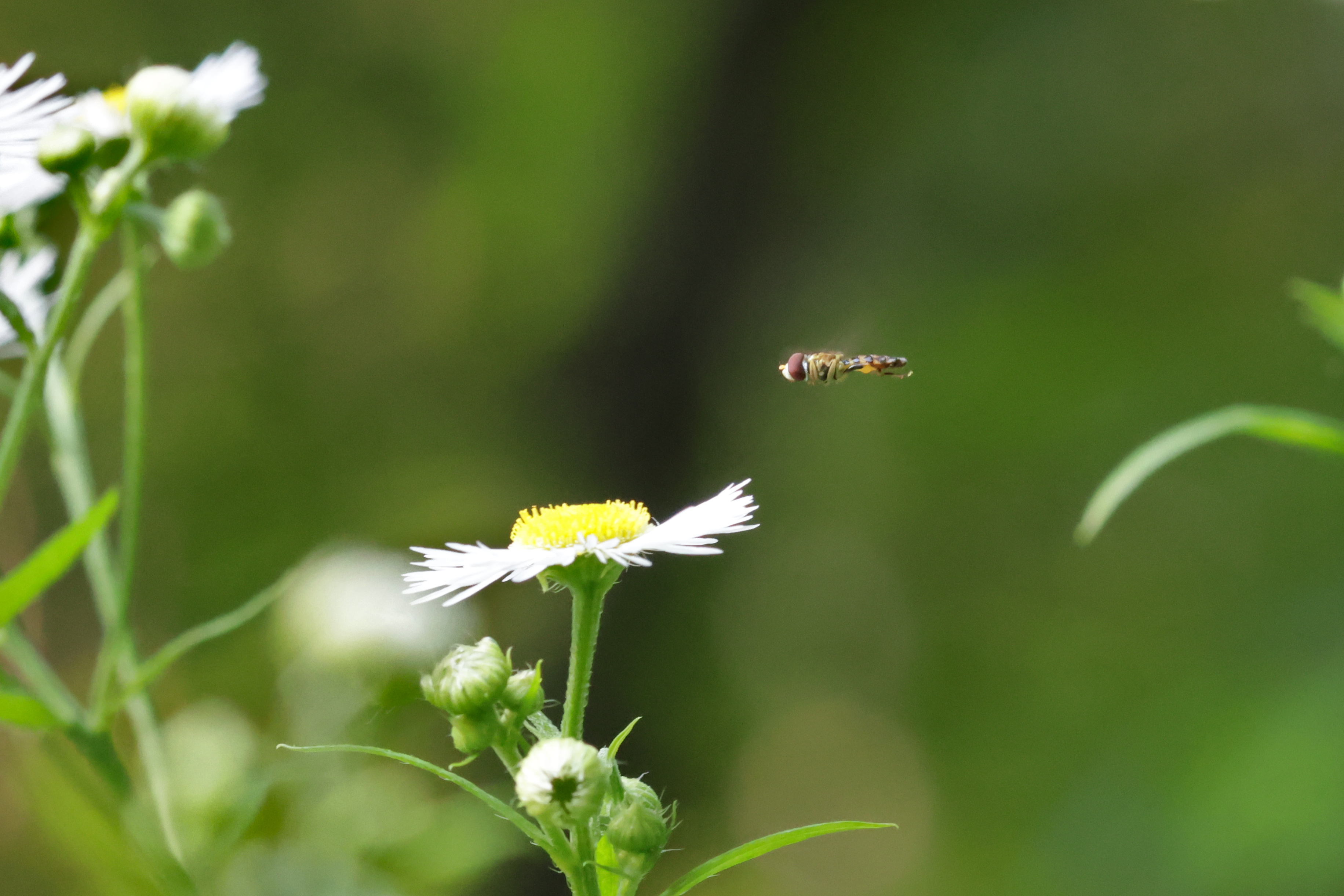 hoverfly hovering over a small aster flower