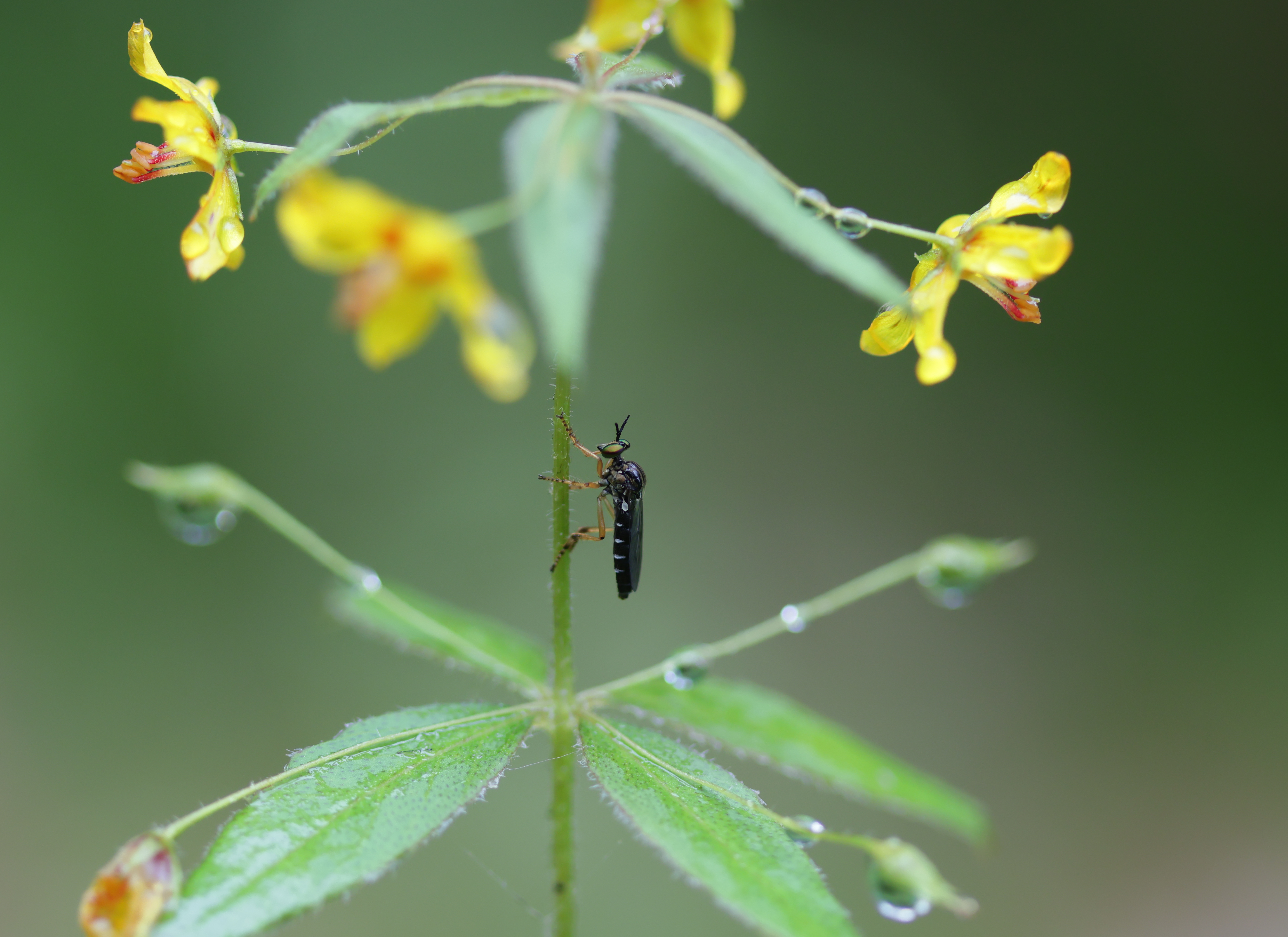 robberfly on stem of yellow flower