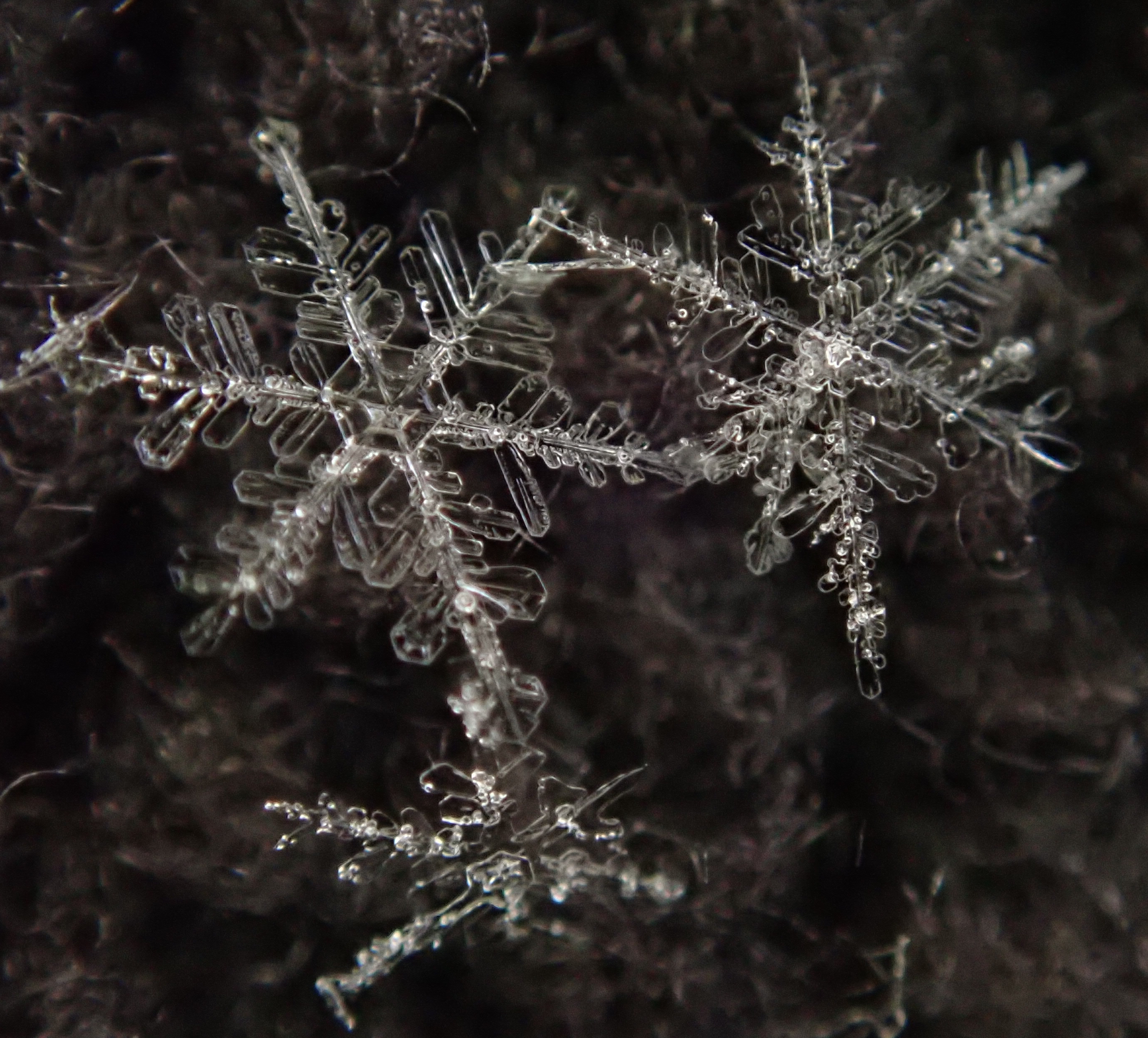 two beautiful stellar dendrite snowflakes