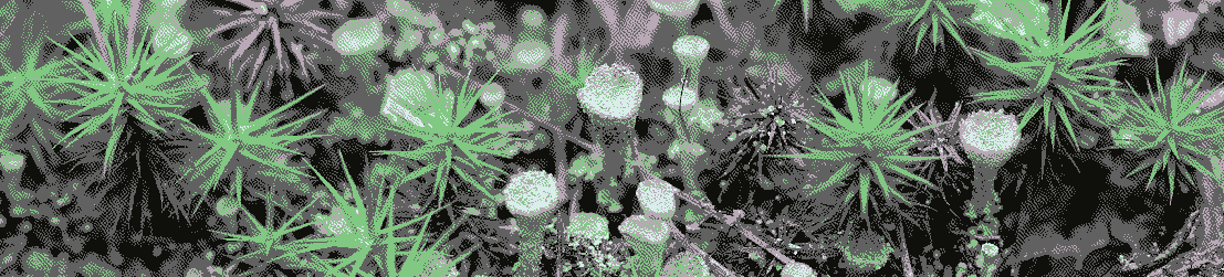 a dithered picture of lichen and moss