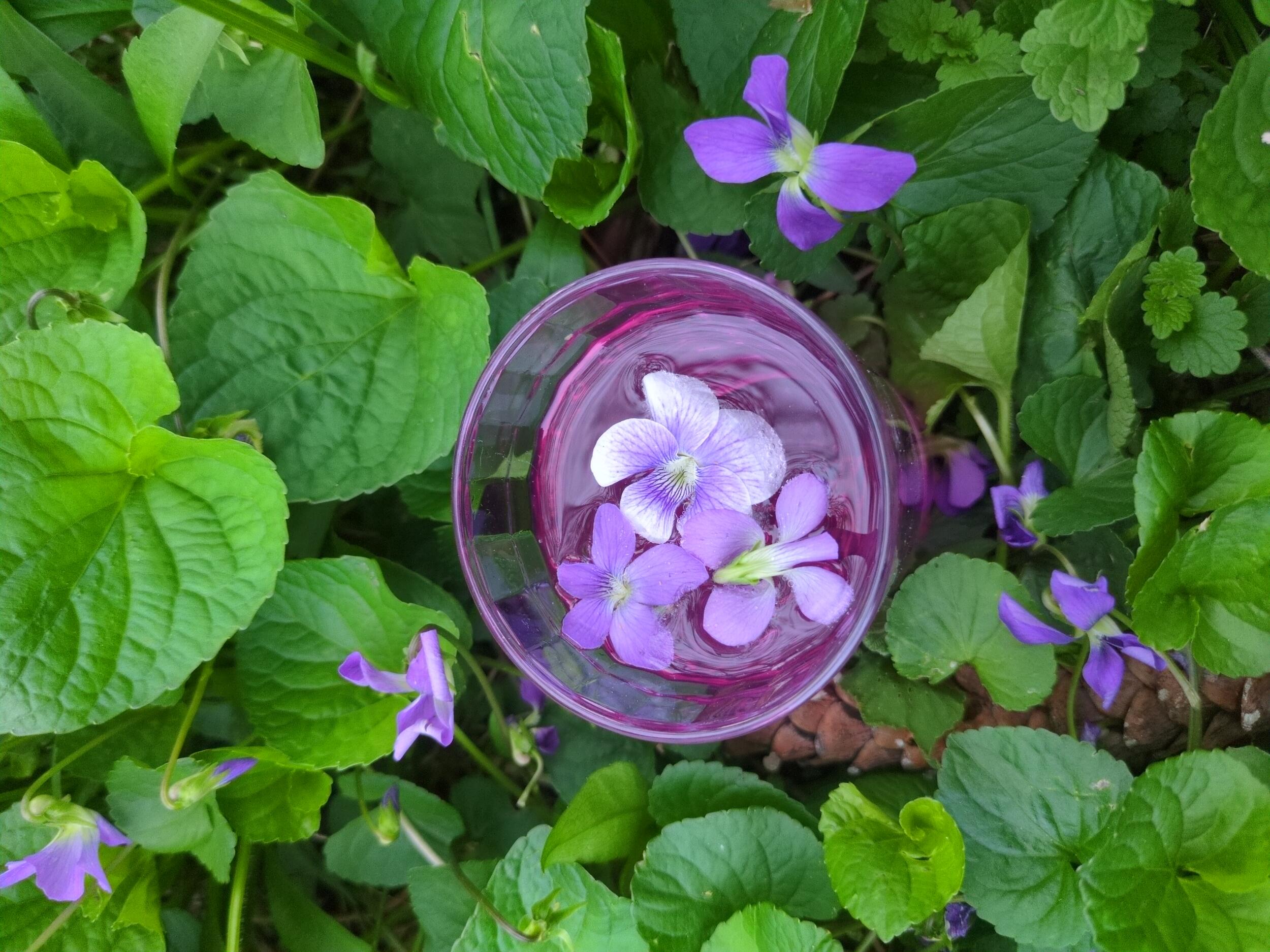 Violet-colored gin and tonic drink, staged with violet flowers, top view